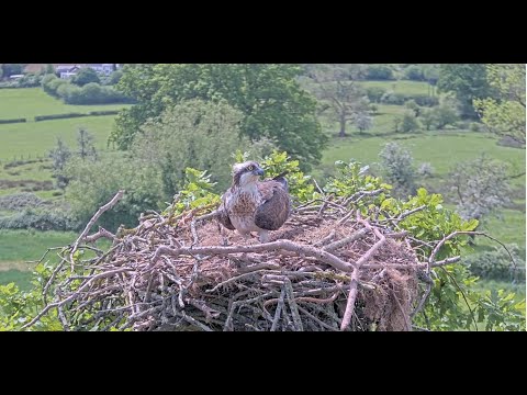 First wild fledged Osprey chick on the south coast, 5H1 landing on a nest