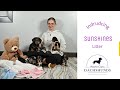 Miniature Dachshund dogs for sale: Hazzel - Video 1