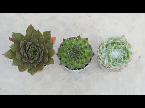 ボトリオプラナ センペリについて詳しく解説