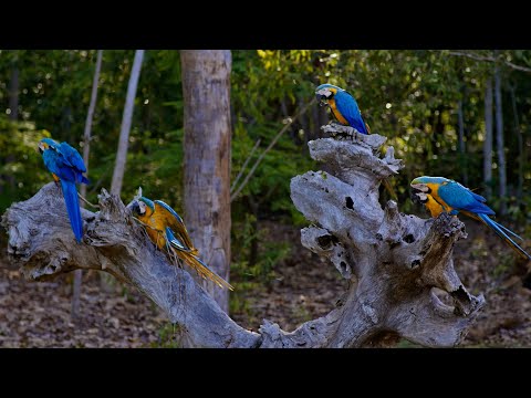 Isso Tudo É Mato Grosso | Porto dos Gaúchos