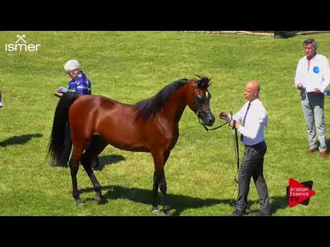 N.111 YAS BHM - Strohen 2018 B Int