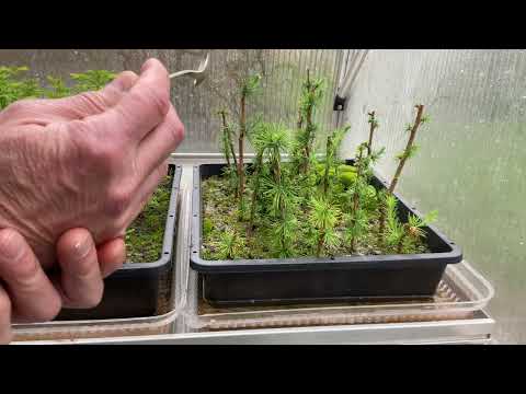 Checking on my Larch cuttings. 29-Apr-2023