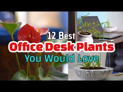 تحميل Small Desk Plants بجودة عالية يلا اسمع
