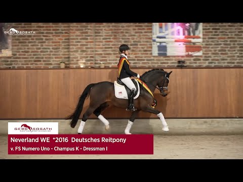 Neverland WE *2016 by FS Numero Uno x Champus K | Sosath Stallion Show 2023