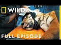 Treating Injured Tigers And Elephants Full Episode Jungle Animal Rescue