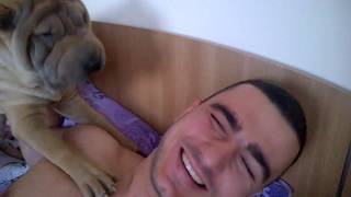 Shar'pei alarm clocks