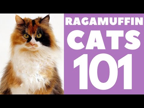 The Ragamuffin Cat 101 : Breed & Personality