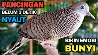 Download lagu Perkutut Lokal Gacor Suara Besar Pancingan Burung Perkutut Agar Cepat Bunyi. mp3