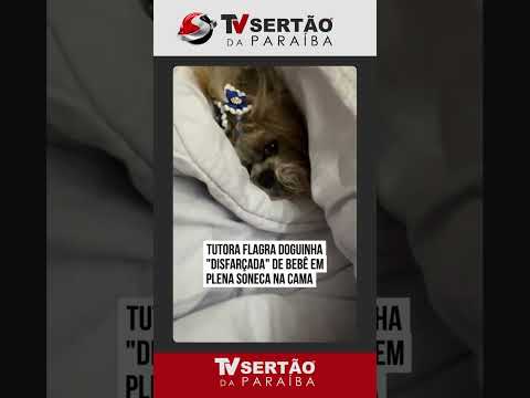 Bebê ou cachorrinho? Vídeo de pet tirando soneca em Maringá (PR) confunde a web 😂🐶