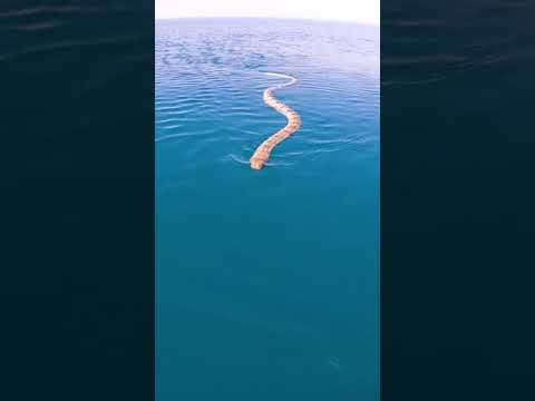 CLOSE SEA SNAKE ENCOUNTER!!