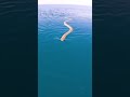CLOSE SEA SNAKE ENCOUNTER!!
