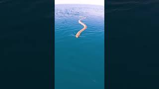 Download lagu CLOSE SEA SNAKE ENCOUNTER!! mp3