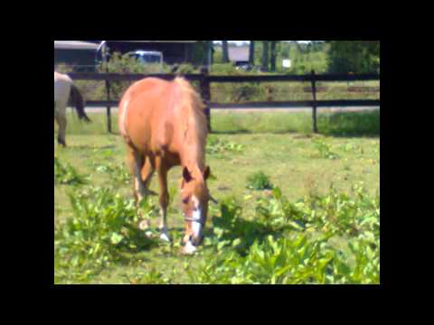 ik hou van je bailey