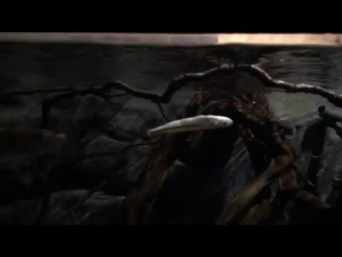 Hepsetus odoe hunting