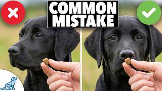 The REAL Reason Your Dog Won't Take Treats...
