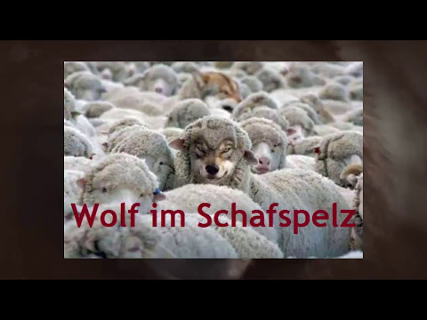 Wolf im Schafspelz