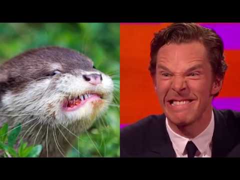 Benedict Cumberbatch’s resemblance to an otter – The Graham Norton Show  Series online video cutter