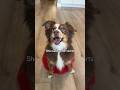 You Belong With Me (Ember’s Version) Part 2 #dog #shorts #taylorswift