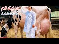 Rana Dairy Farm HF Cows Australian Cows Pakistan S No 1 Dairy Farm