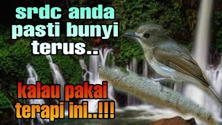 Download lagu terapi srdc agar cepat bunyi, pancingan srdc macet bunyi, terapi srdc pagi hari, masteran srdc mp3