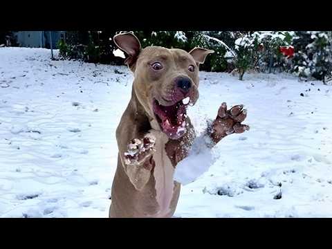 When Dogs Can’t Handle Their First Snow 🤣 Funny Animal Video 2025