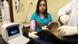 preview picture of video 'Haymont Veterinary Clinic - Short | Hayward, CA 94544'