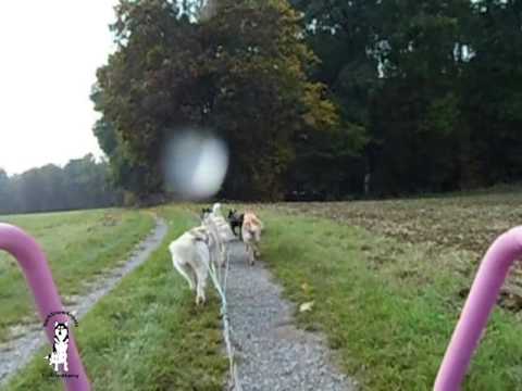 Schlittenhundetraining 23 10 2016