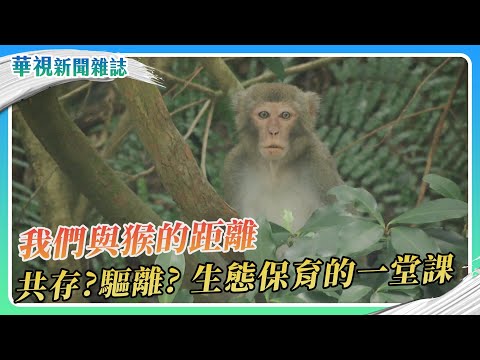獼猴亂象頻繁 我們與猴的距離 共存？驅離？生態保育的一堂課｜華視新聞雜誌