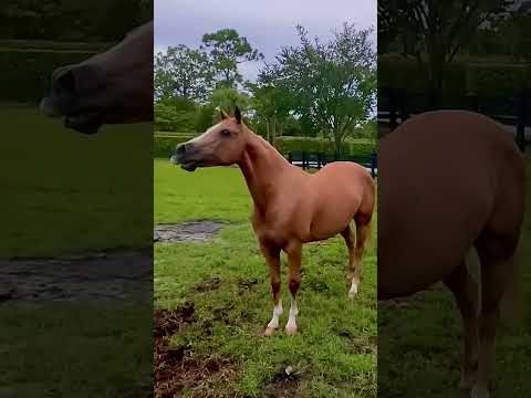 SONS DE CAVALO ~ Relincho   Relinchar meu cavalo é chamar os cavalos para virem #cavalo 🐴 #curtas
