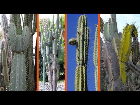 , title : '15 Hermosos Especies de Cactus Armatocereus !'