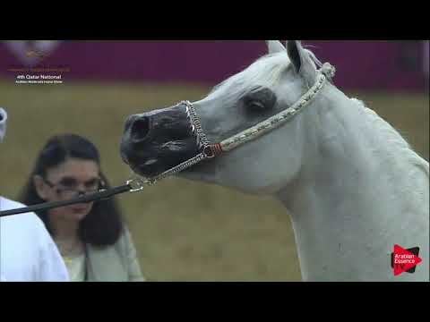 N.180 BASHIR AL RAYYAN - 2019 Qatar Nat. Peninsula show - Stallions 7 + Years Old (Class 11-12.mp4