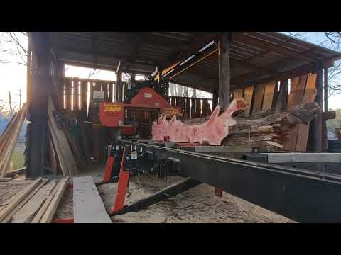 One of the gnarliest Cedar logs I have cut on the sawmill