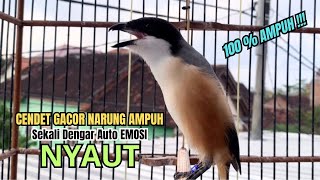 Download lagu burung cendet gacor BONGKAR ISIAN PANJANG PANCINGAN CENDET AGAR BUNYI,, jadikan BURUNG PENTET GACOR mp3