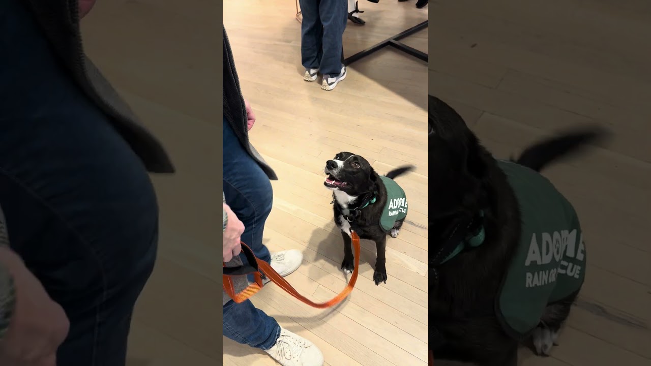 Enlarge Zero, a ADOPTABLE mixed breed in New York, NY video 6/6