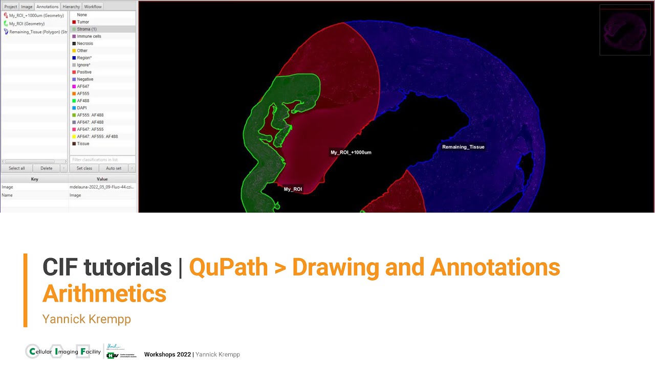 CIF Tutorials | QuPath : Drawing annotations and arithmetics