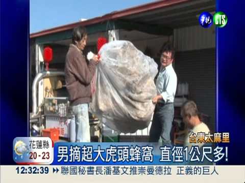 重達72公斤! 男摘超大虎頭蜂窩