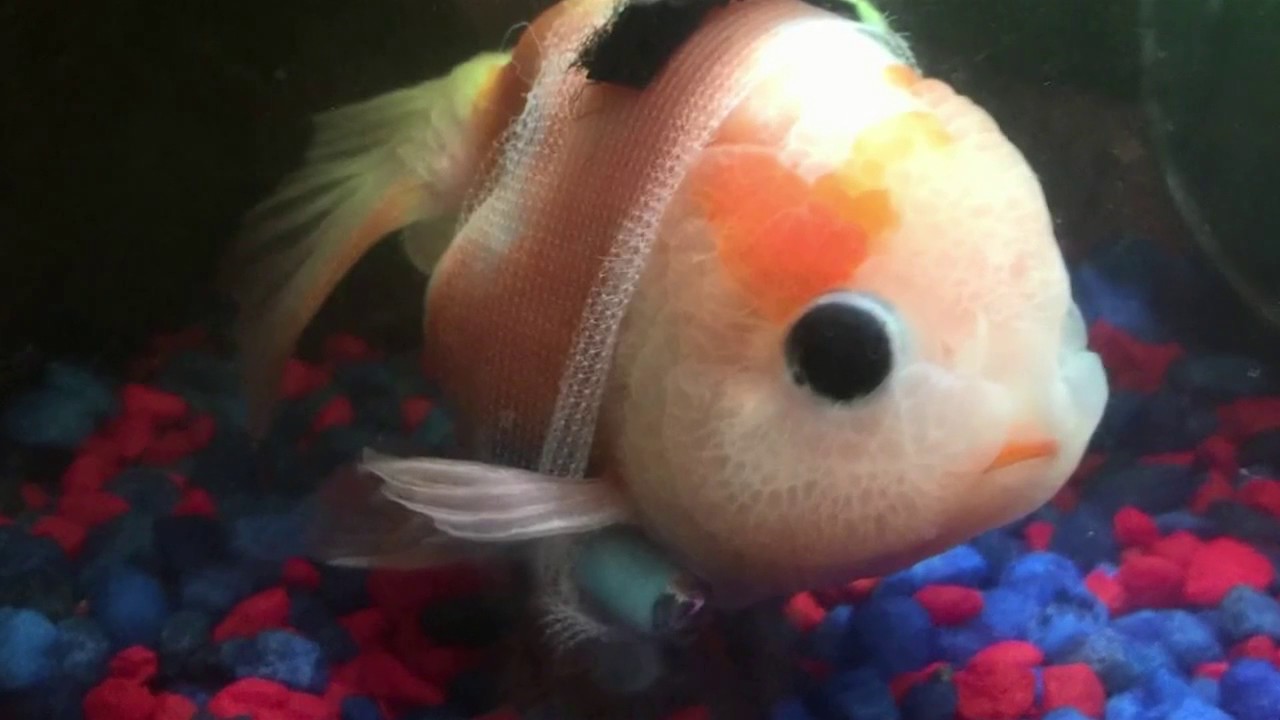 Local aquarium employee creates wheelchair for disabled Goldfish