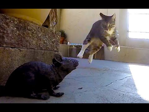 Cat Prank With Fake Rat