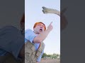 Triceratops Brachiosaurus Pterodactyl | Blippi | Kids Songs | Moonbug Kids