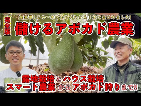 アボカドの木を地中で維持するにはどうすればよいですか?たくさんの実を収穫するための上手なお手入れの秘訣！  庭園