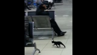 preview picture of video 'Cat in Dhaka Airport'