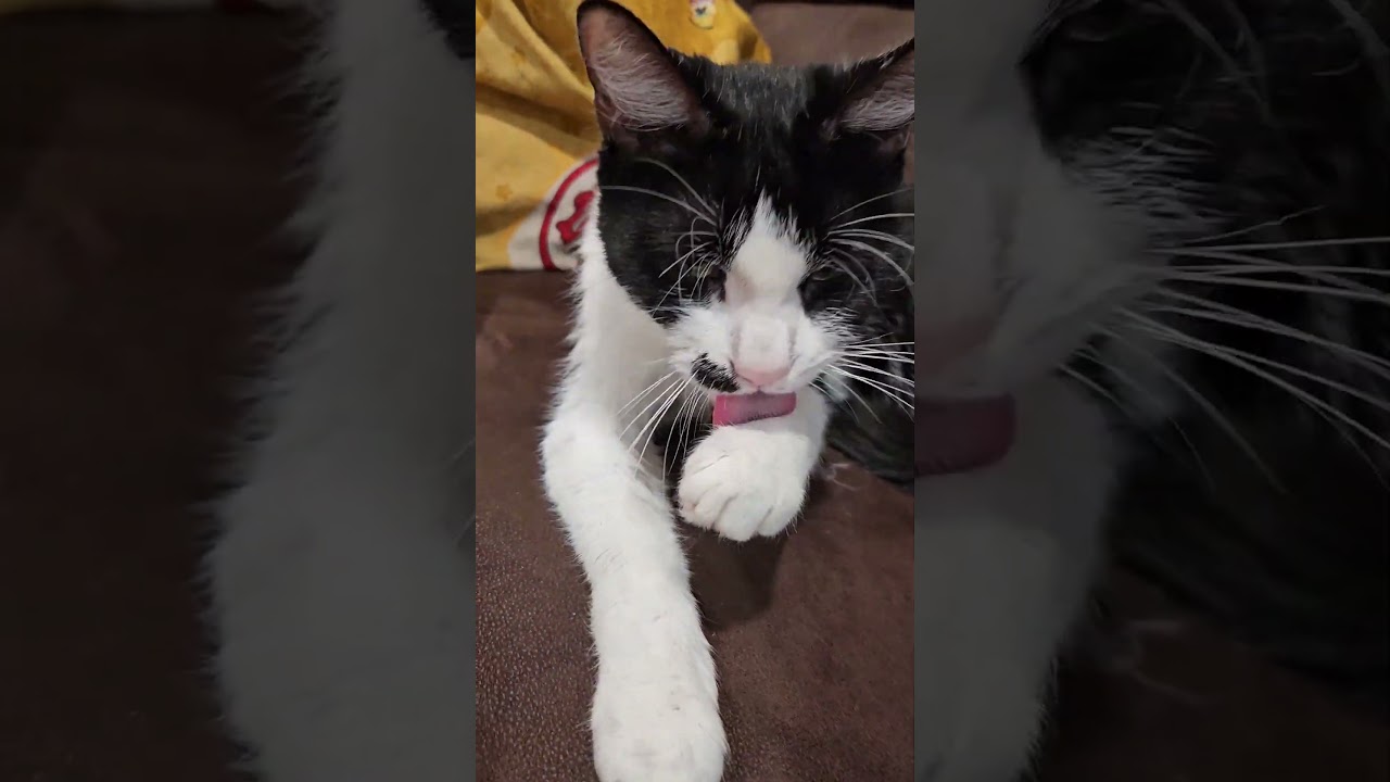 Sophie-LAP CAT!, a Adoptable mixed breed in Berlin, CT video 2/5