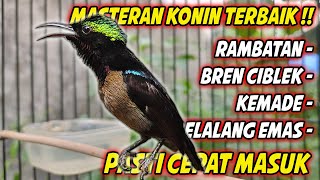Download lagu FULL NEMBAK !! KONIN GACOR FULL ISIAN TEMBAKAN ISTIMEWA INI COCOK BUAT  MASTERAN KOLIBRI NINJA BAHAN mp3