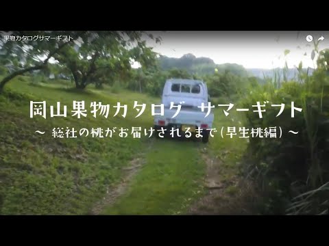 【8月】本白桃・瀬戸内白桃 | 岡山果物カタログ