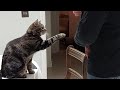 Roary Is Close To Shaking Paws Cat Cats Catvideos Carvideo Catshorts