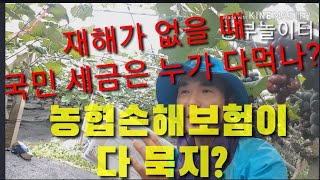 국민세금(보조금)을 농민속여 착취하는 농협손해보험인가? Who eats the full amount when…