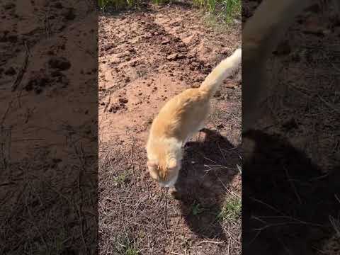 FARM TOUR / CANOLA, BARLEY, WHEAT PADDOCK