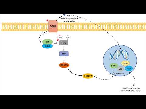 Ras Raf MAPK Pathway and Cancer | Mutations, Cancer Pathogenesis, and Chemotherapy