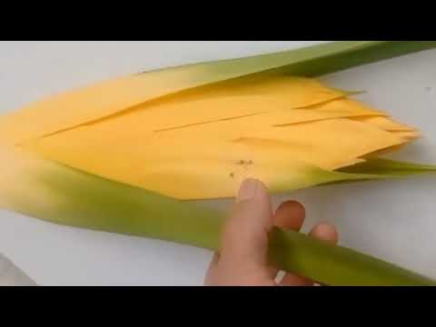 Kewda Scented flower of India, Kewra flower 🪴 Pandanus odorifer, fragrant screw-pine