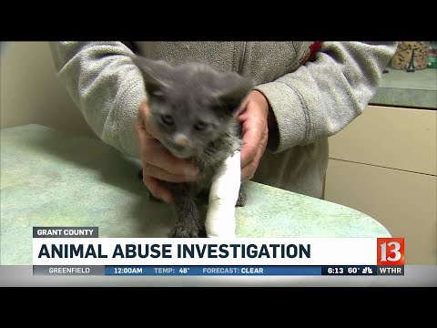 Abused cat recovering after surgery